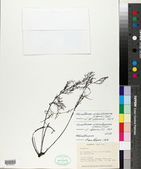 Marathrum schiedeanum image