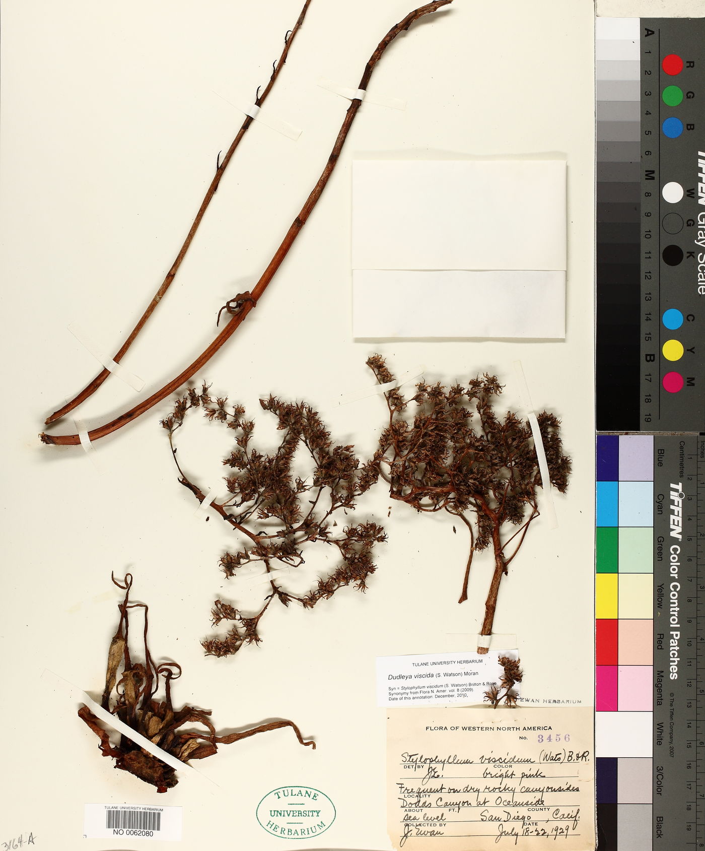 Dudleya viscida image