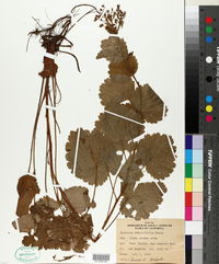 Boykinia rotundifolia image