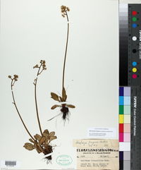 Micranthes fragosa image