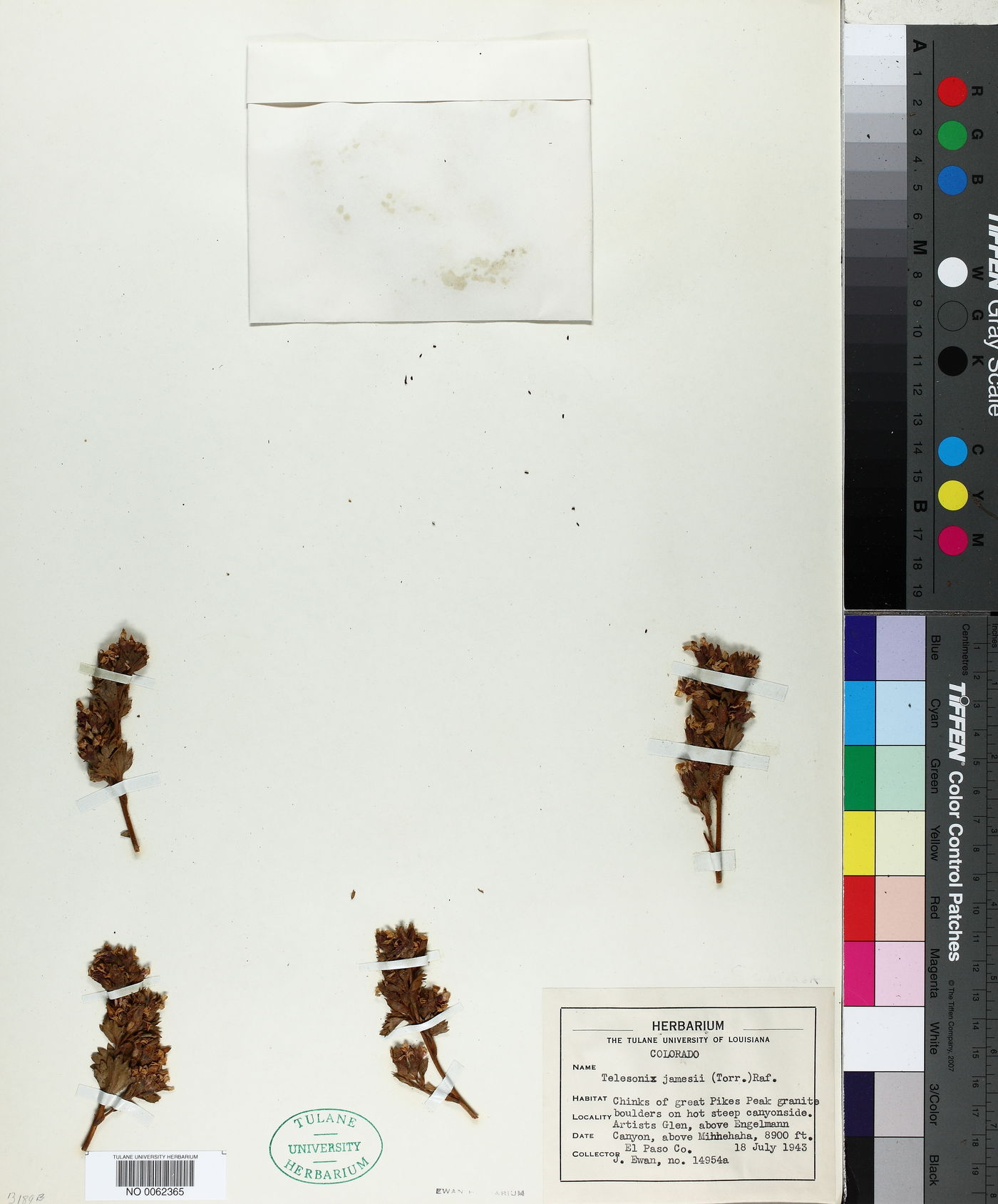 Telesonix jamesii image