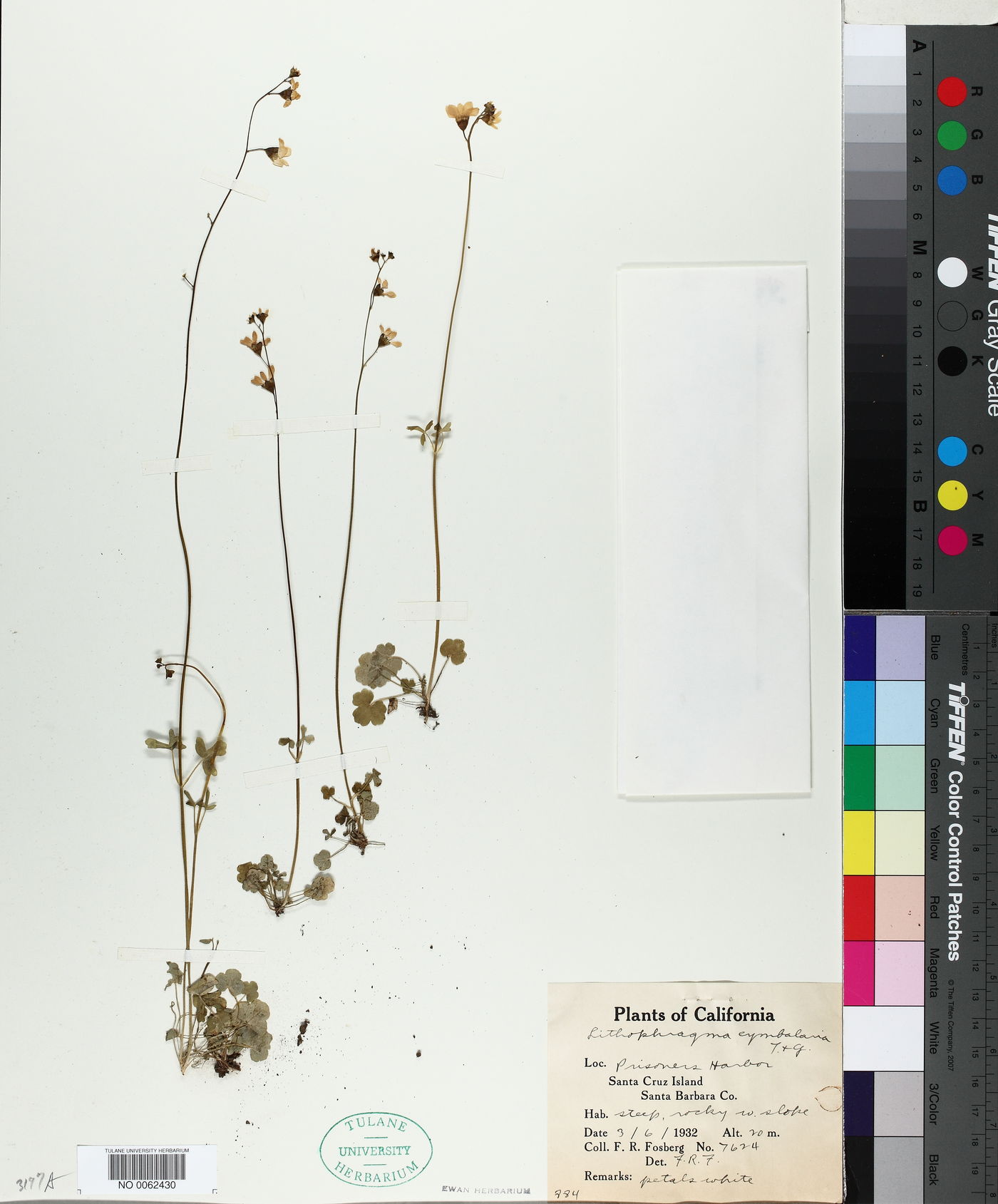 Lithophragma cymbalaria image