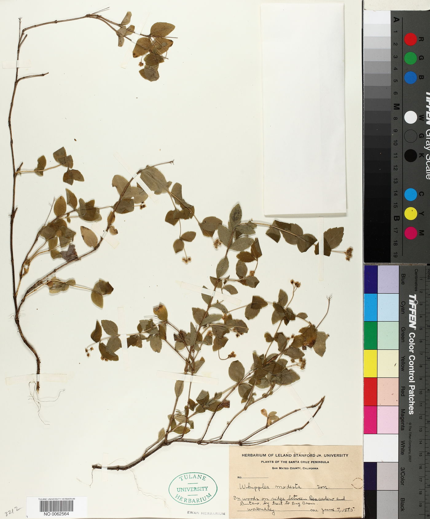 Whipplea modesta image