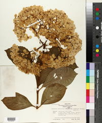 Hydrangea macrophylla image