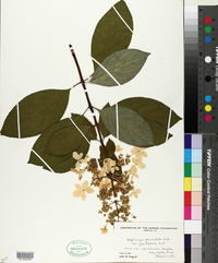 Hydrangea paniculata image