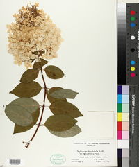 Hydrangea paniculata image