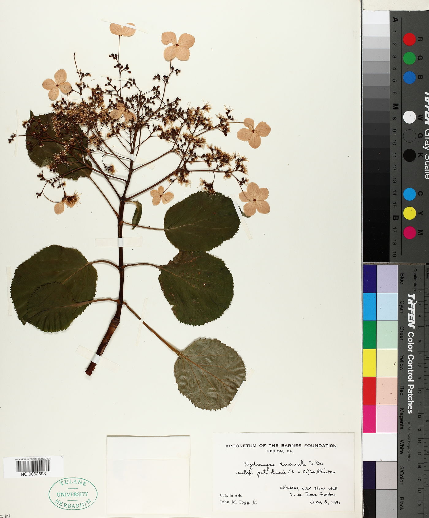 Hydrangea petiolaris image