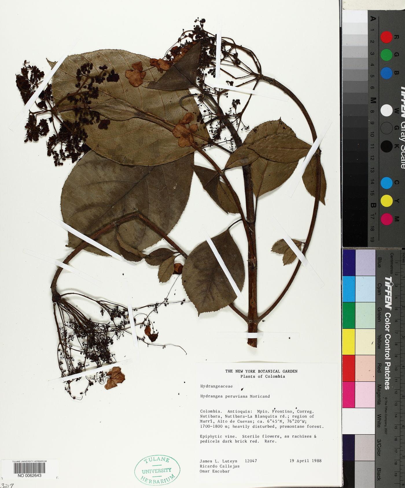 Hydrangea peruviana image