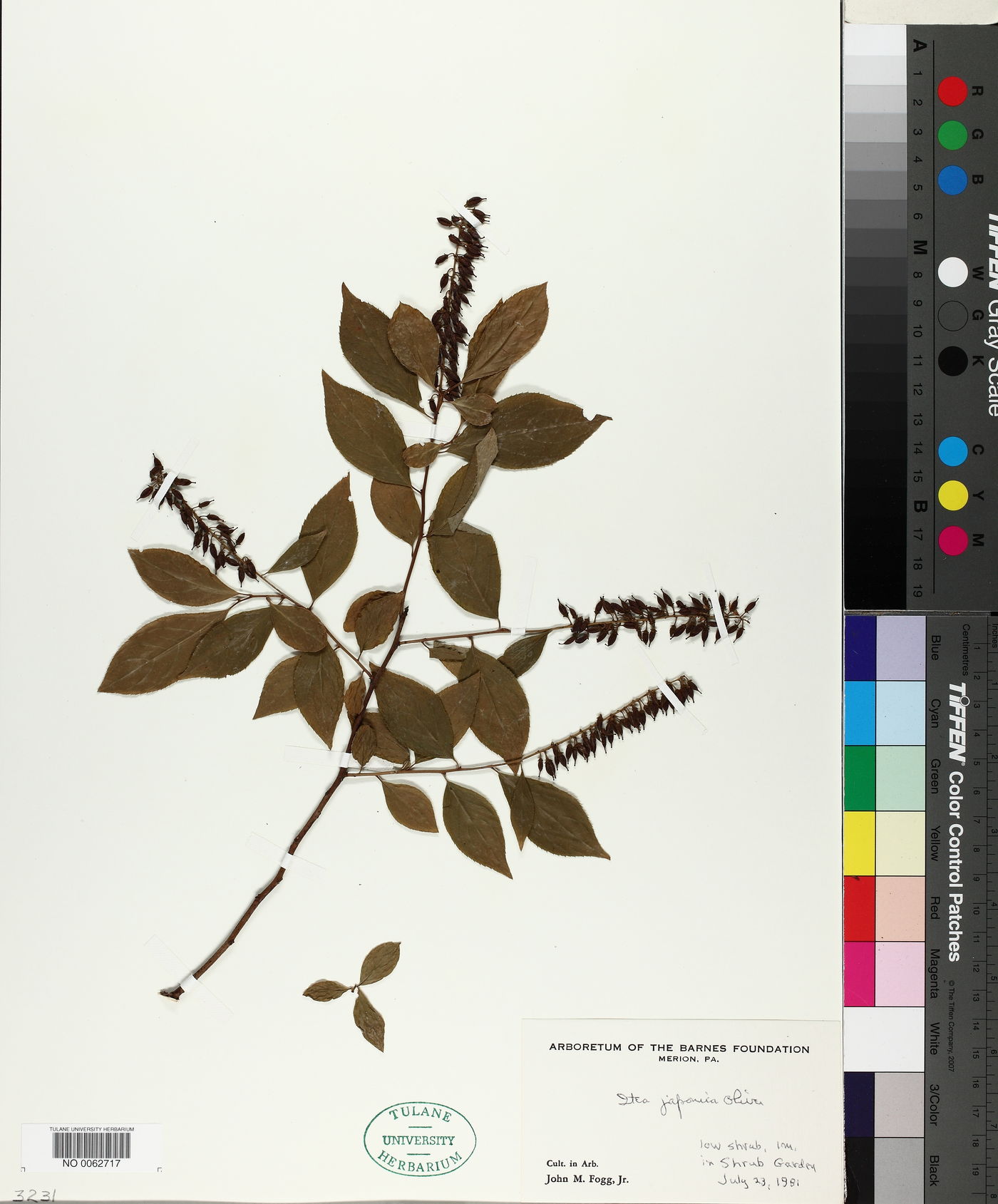 Itea japonica image