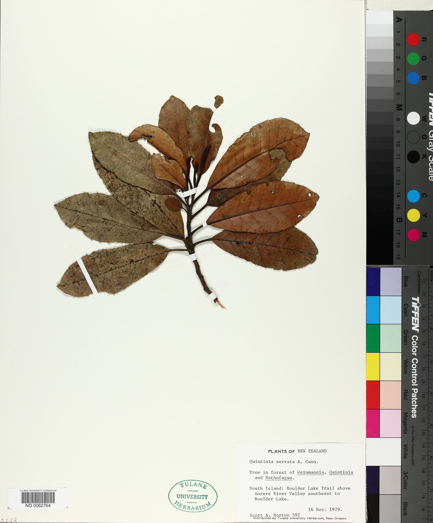 Quintinia serrata image