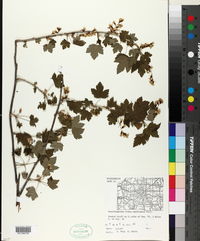 Ribes americanum image