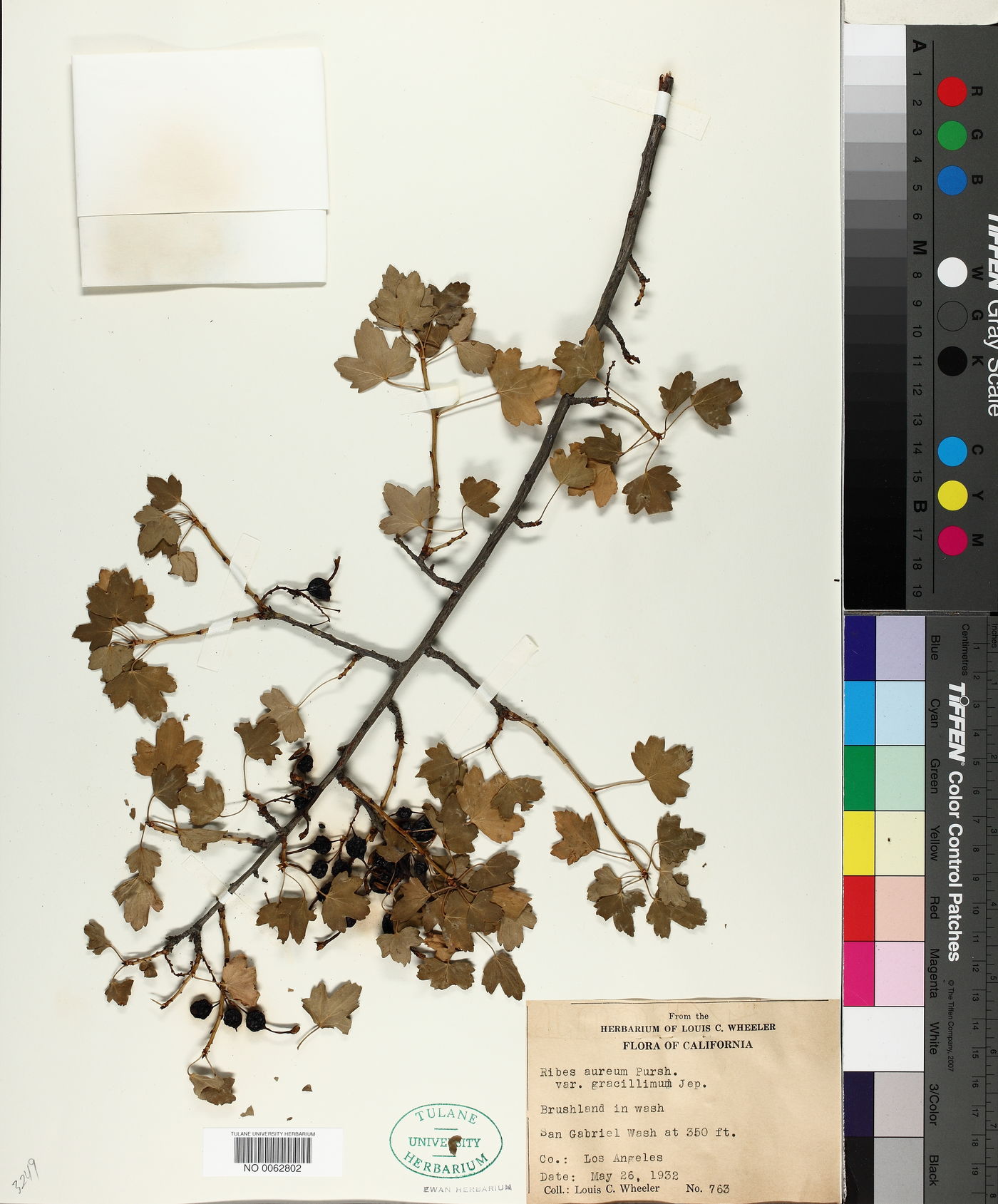 Ribes aureum var. gracillimum image