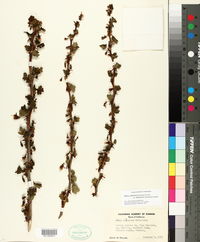 Ribes californicum var. hesperium image