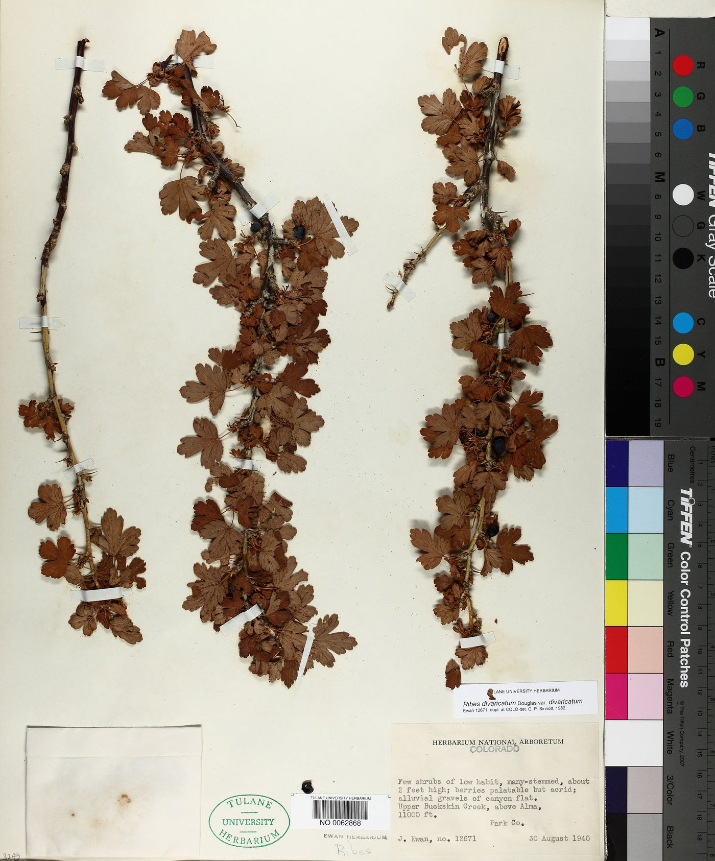 Ribes divaricatum var. divaricatum image