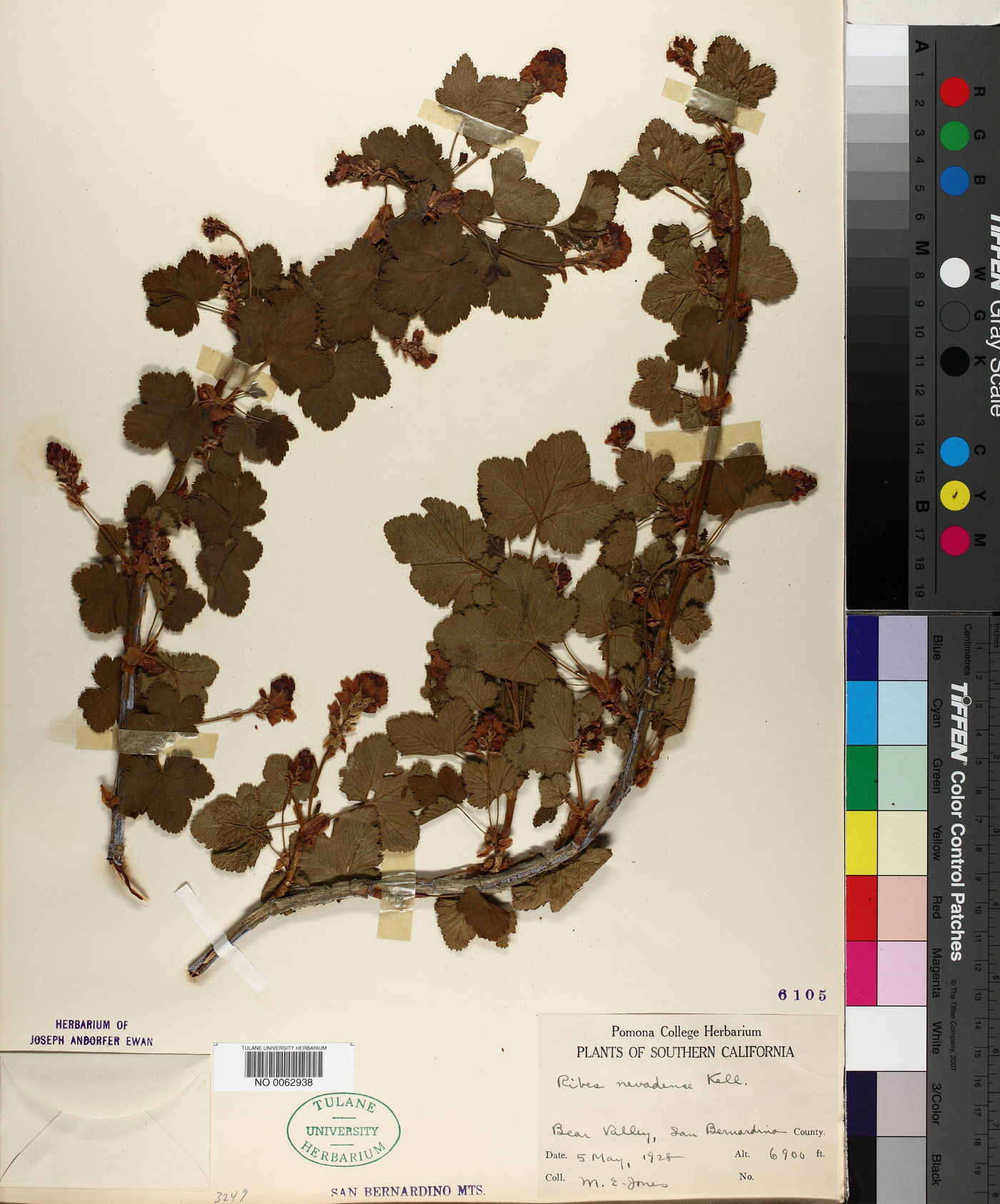 Ribes nevadense image