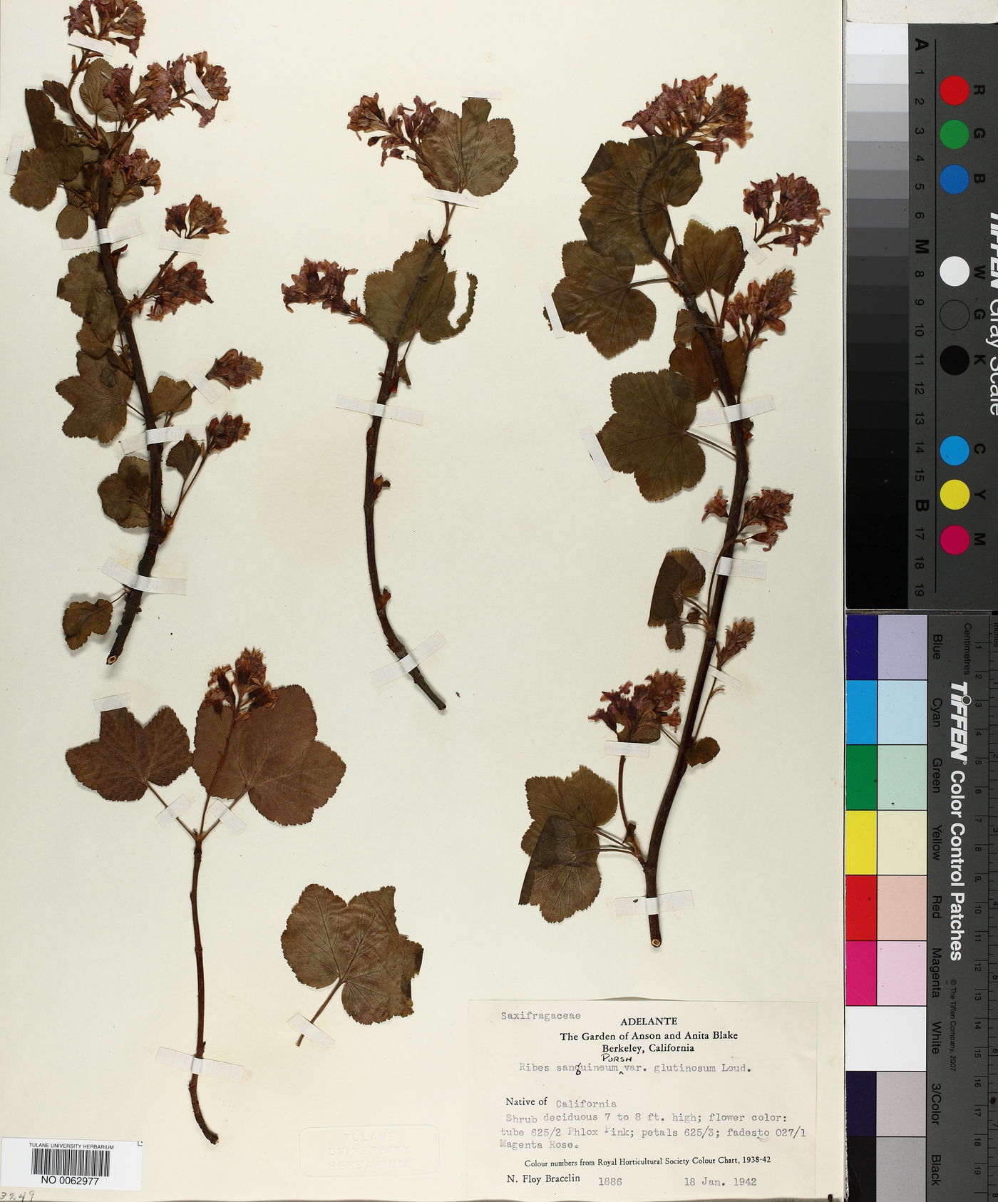 Ribes sanguineum var. glutinosum image