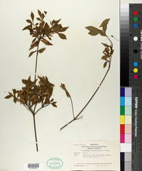 Pittosporum heterophyllum image