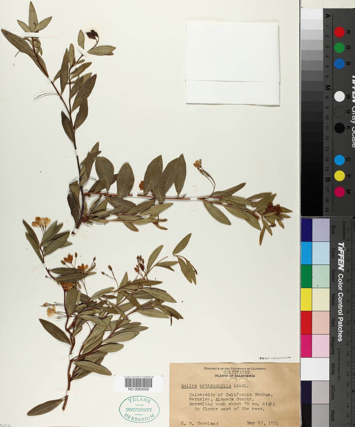 Sollya heterophylla image