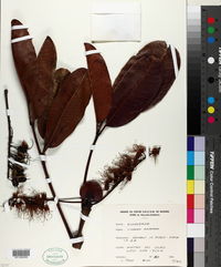 Cunonia macrophylla image