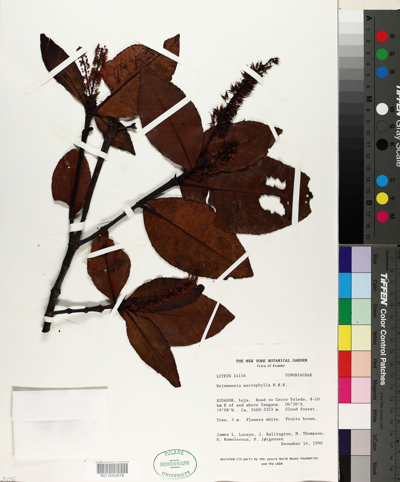 Weinmannia macrophylla image