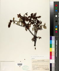 Image of Weinmannia trianaea
