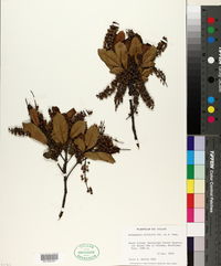 Weinmannia silvicola image