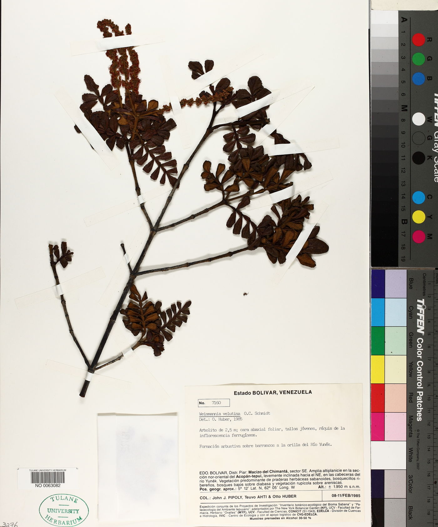 Weinmannia velutina image