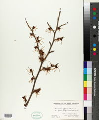 Hamamelis japonica image