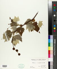 Platanus × acerifolia image