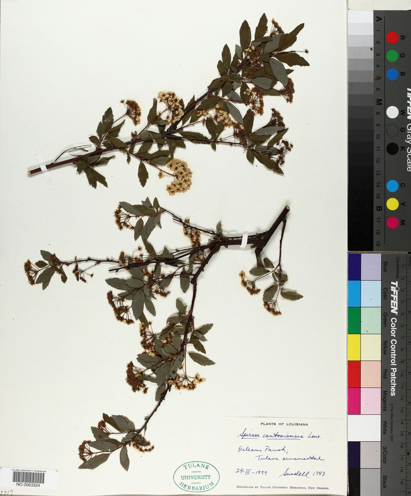Spiraea cantoniensis image