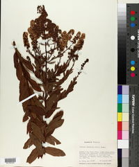 Spiraea latifolia image