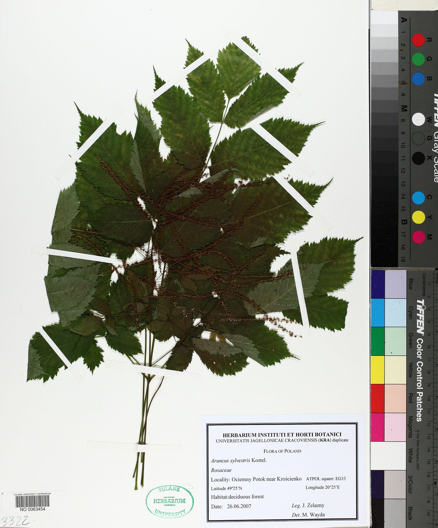 Aruncus dioicus subsp. kamtschaticus image