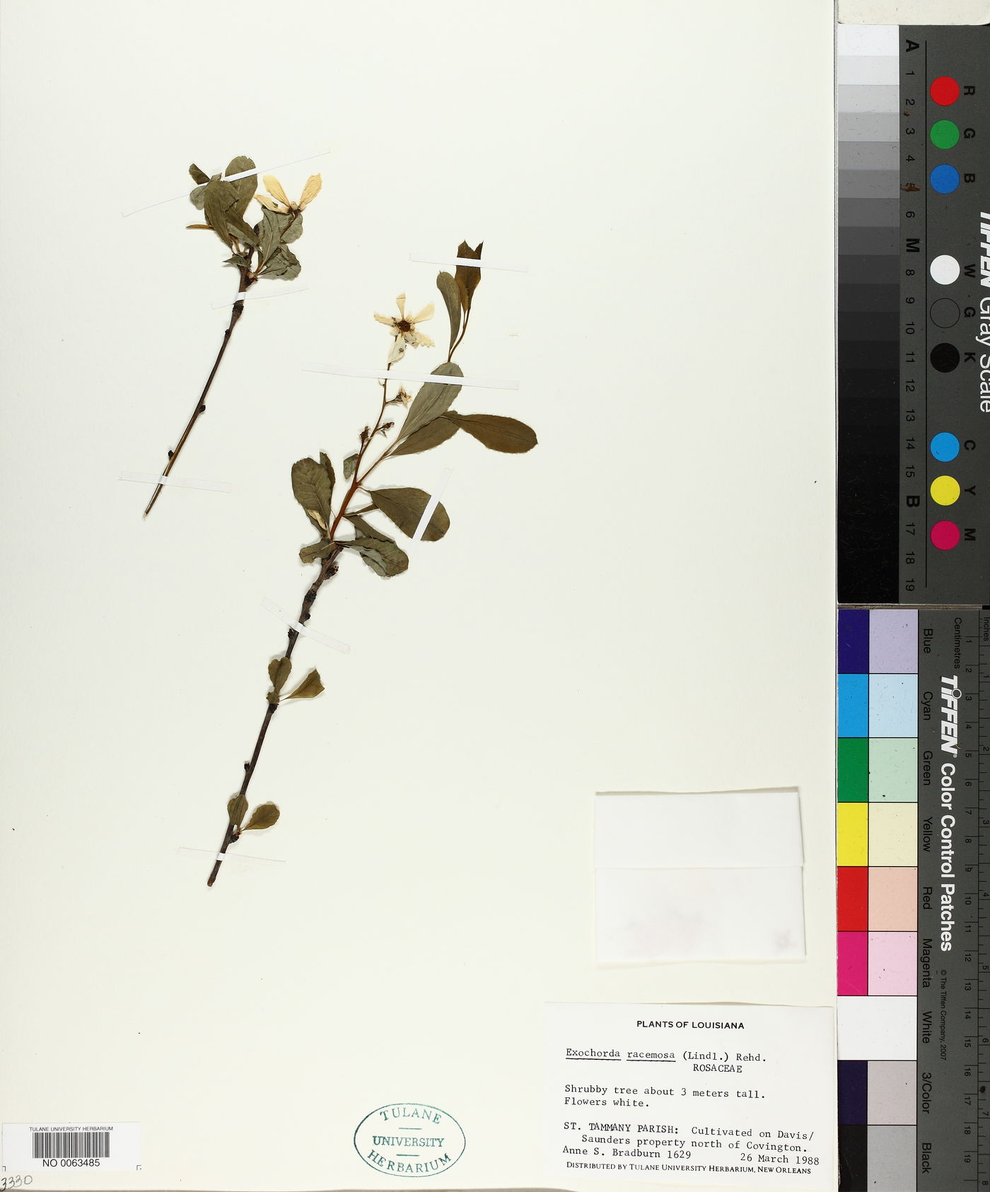 Exochorda racemosa image
