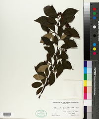 Cotoneaster foveolatus image