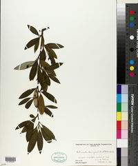 Cotoneaster henryanus image