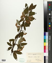 Image of Cotoneaster x watereri