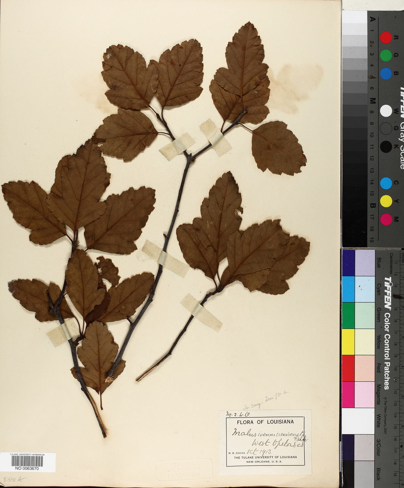 Pyrus ioensis image