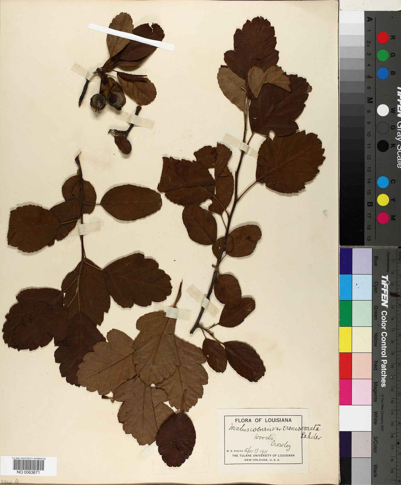 Pyrus ioensis var. creniserrata image