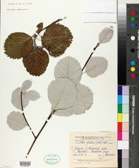 Image of Sorbus graeca