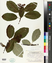 Image of Sorbus colchica
