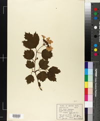 Sorbus torminalis image