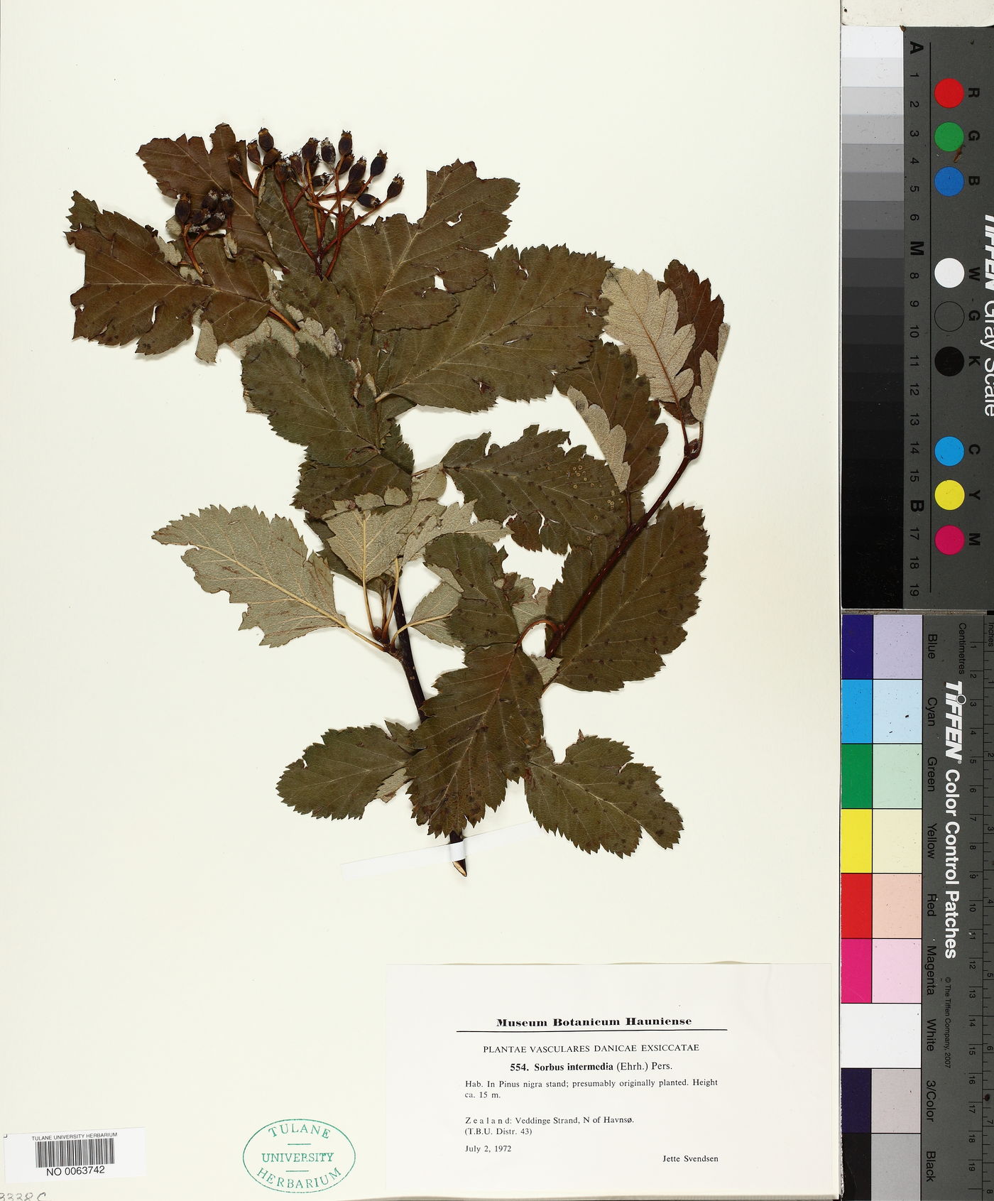 Sorbus intermedia image