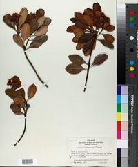 Rhaphiolepis × delacourii image