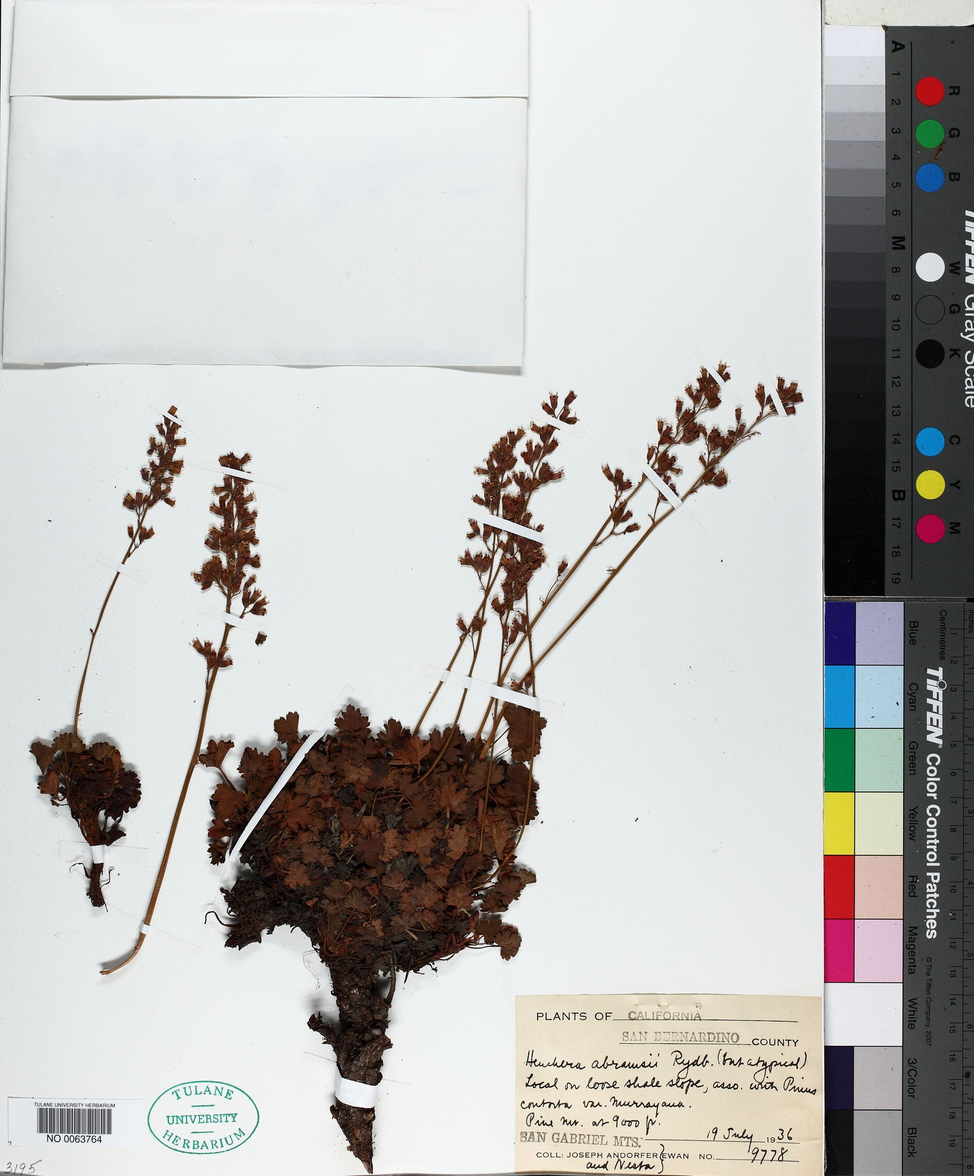 Heuchera abramsii image