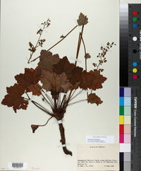 Heuchera americana image