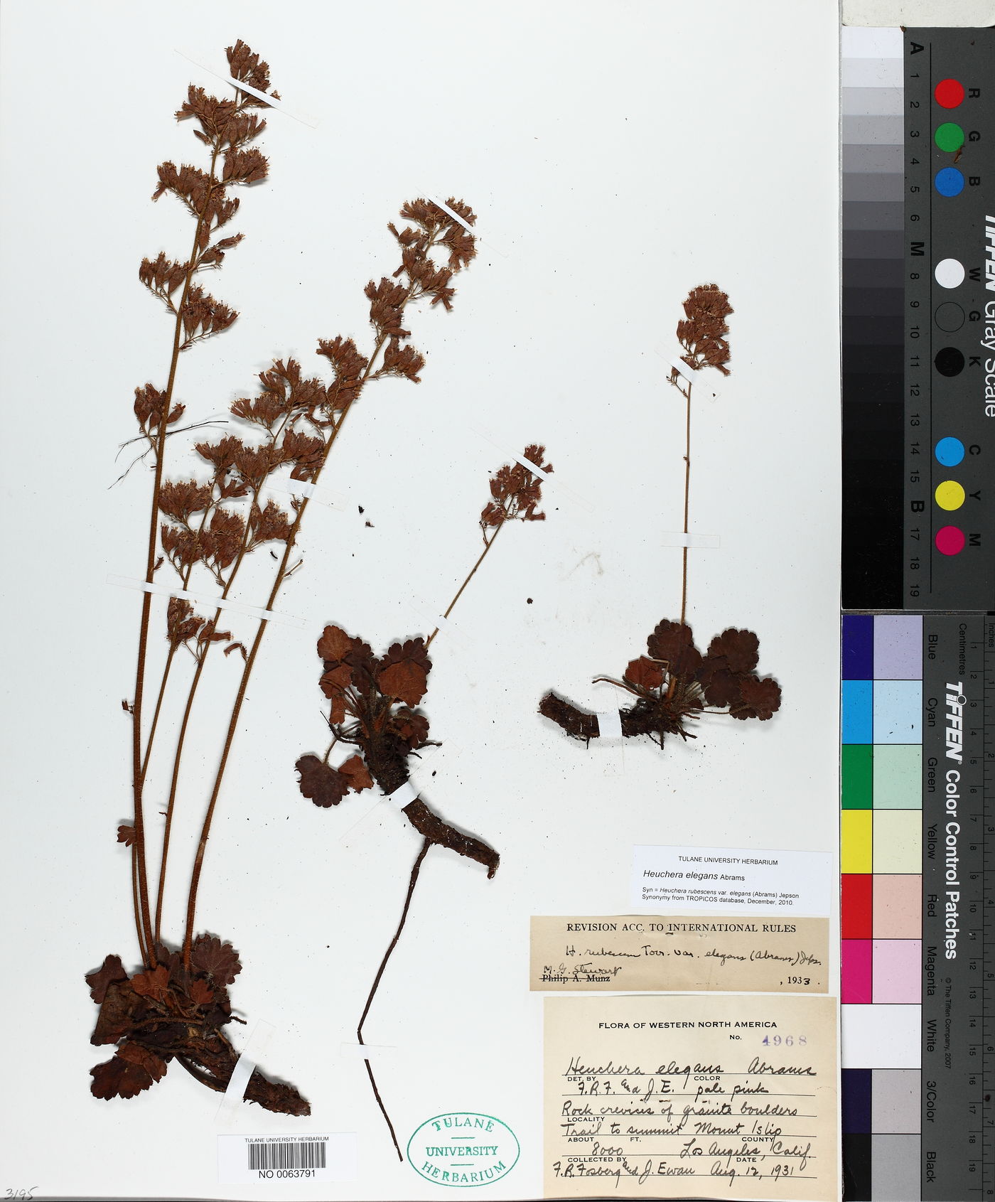 Heuchera elegans image