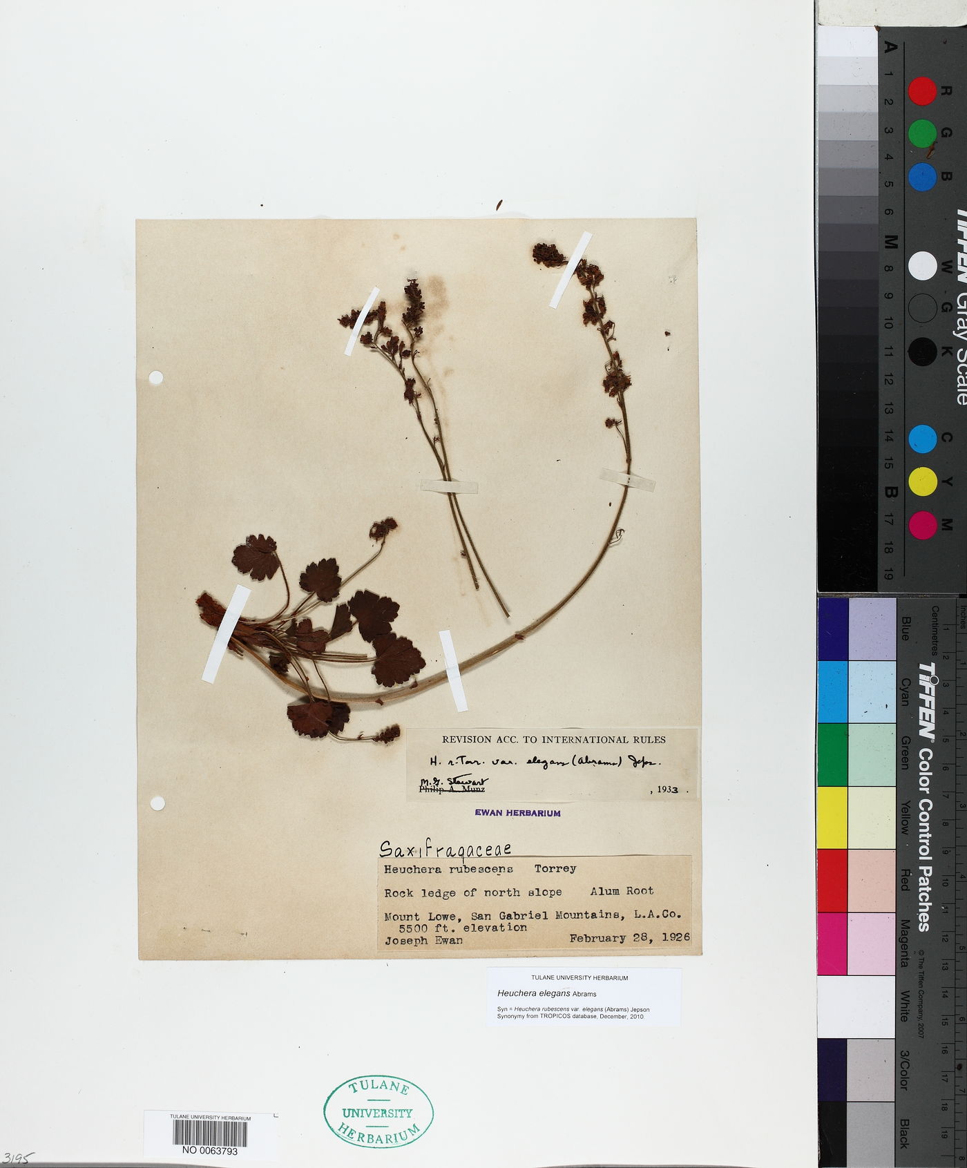 Heuchera elegans image