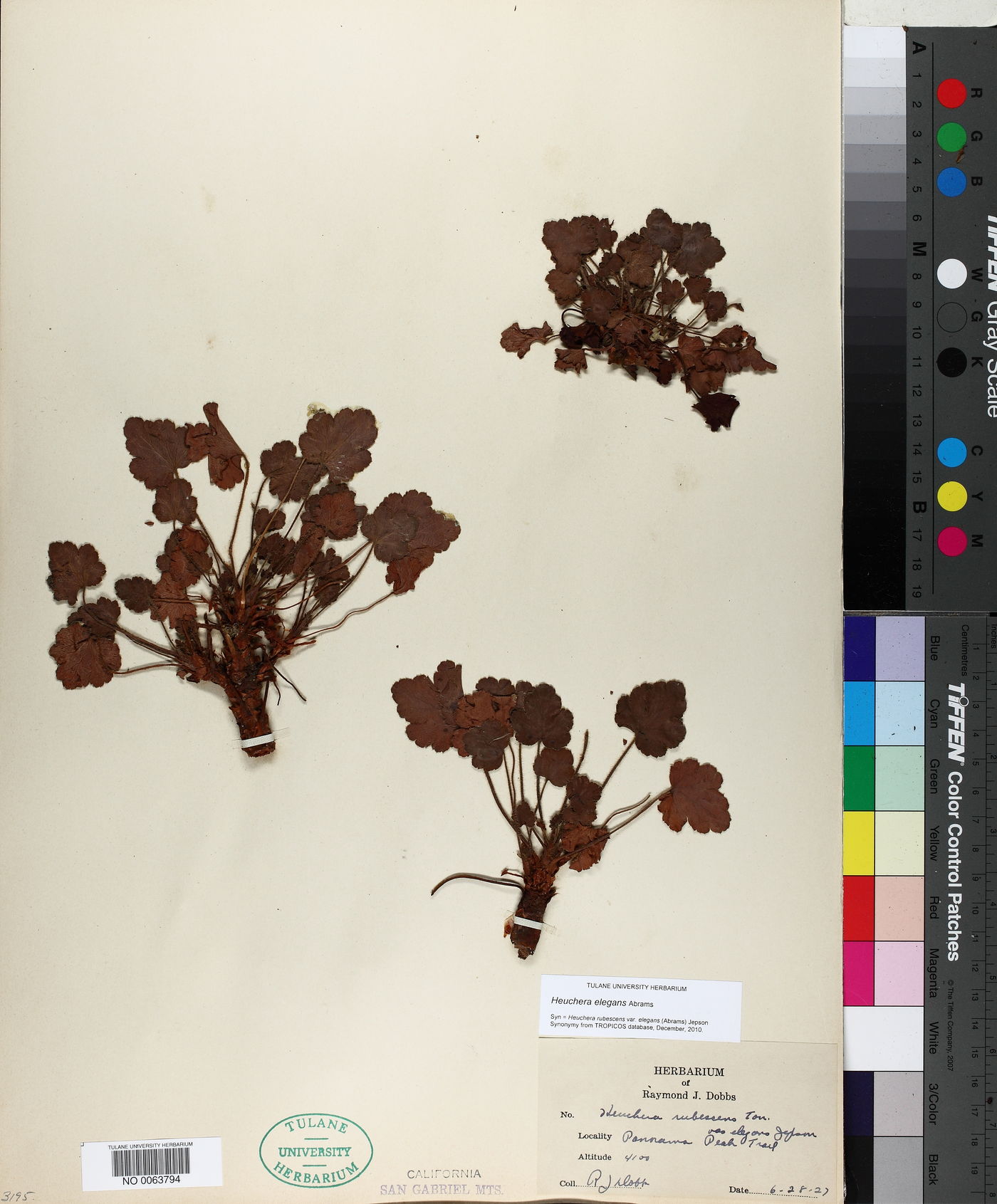 Heuchera elegans image