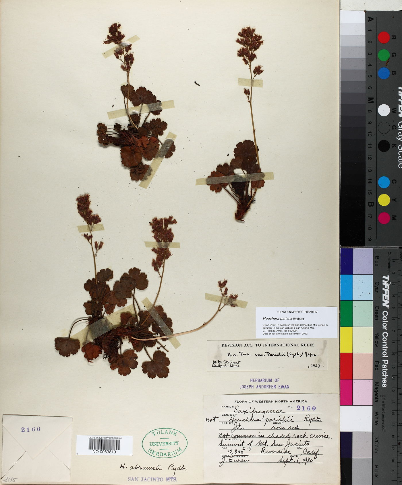Heuchera hirsutissima image