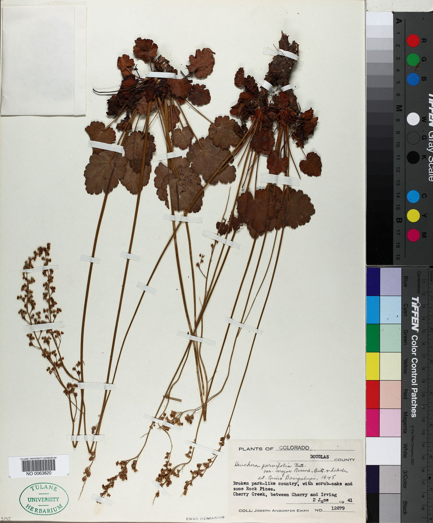 Heuchera parvifolia var. major image